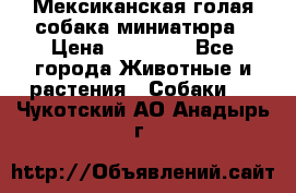 Мексиканская голая собака миниатюра › Цена ­ 53 000 - Все города Животные и растения » Собаки   . Чукотский АО,Анадырь г.